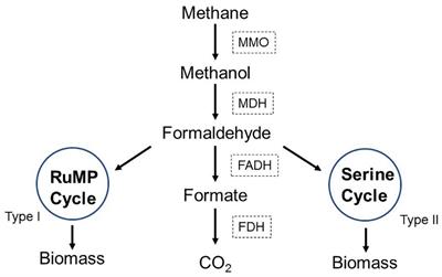 Methane Elimination Using Biofiltration Packed With Fly Ash Ceramsite as Support Material